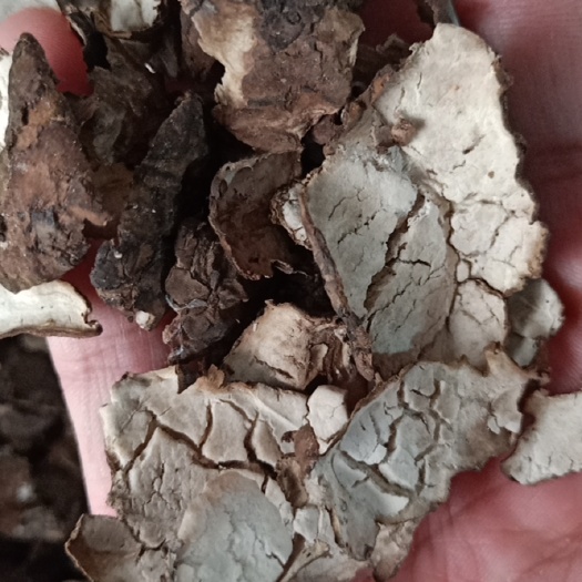 中药材茯苓皮 水洗茯苓皮