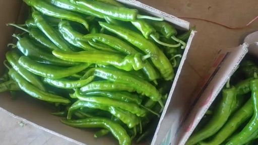 徐闻县各位品种的辣椒大量上市中