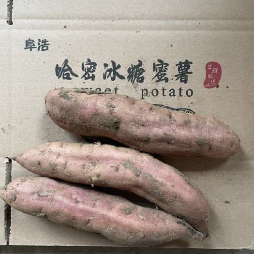 阜新县东北白瓤哈密冰糖红薯