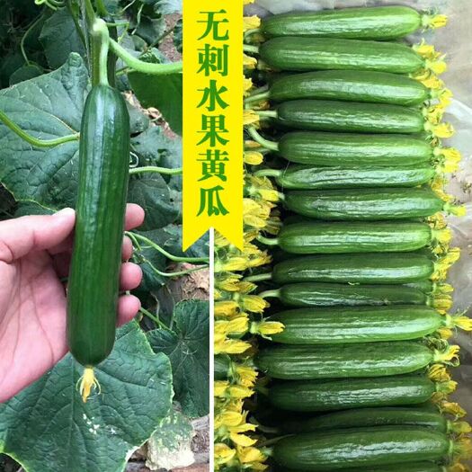 青县迷你无刺水果黄瓜种籽无架种子四季阳台春季菜种孑蔬菜种子