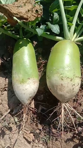 忻州青萝卜