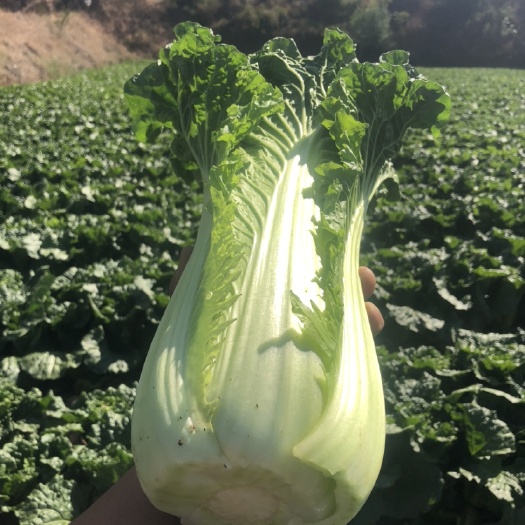 台安县辽宁大白菜 黑菜 包心菜 杠菜 大量现货 200万斤上市