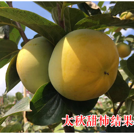 南阳太秋甜柿苗 酥脆高糖 完全甜柿日本太秋甜柿树苗百分保证品种
