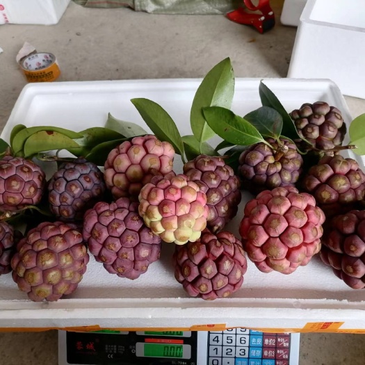 灌阳县黑老虎果又名血藤果，恶魔果实。味道清甜可口！
