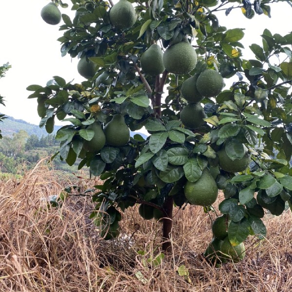 梅州沙田柚基地直发