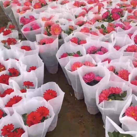 昆明大丽花