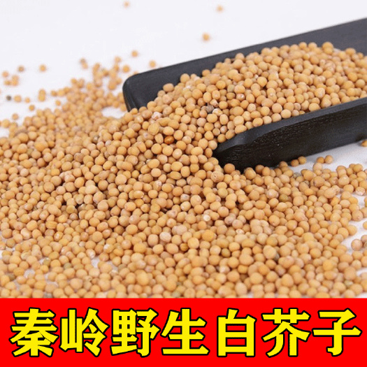 商洛秦岭白芥子2023新货名贵中药材白芥子批发零售