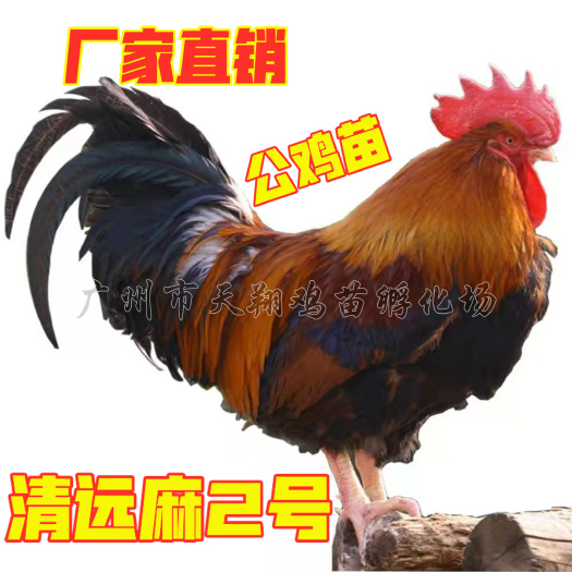 广州清远麻二公鸡苗 中麻公 草原红 清远麻1.8公苗广州鸡苗批发