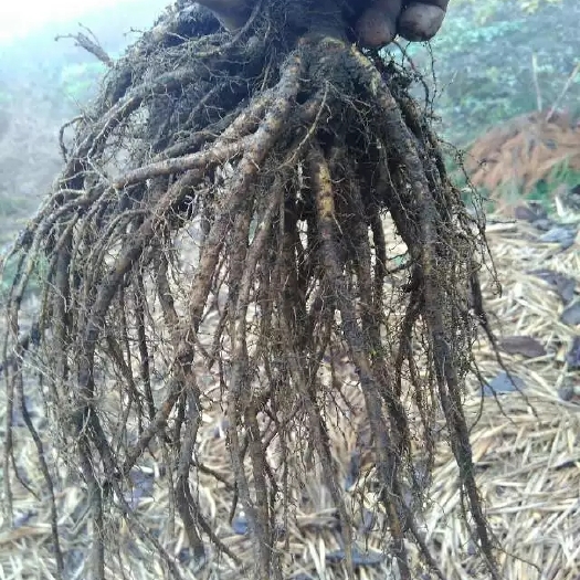 峨边县新鲜甜当归