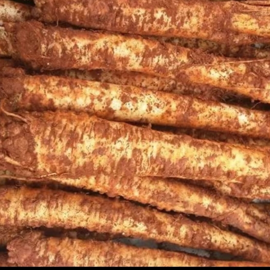 昆明云南臭参