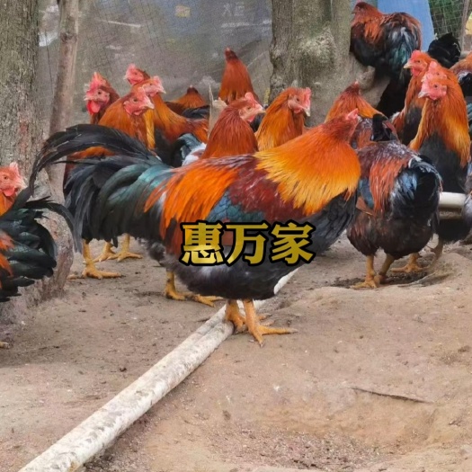 南宁清远麻鸡苗 清远麻1.5 清远麻2号鸡苗  麻鸡土鸡苗