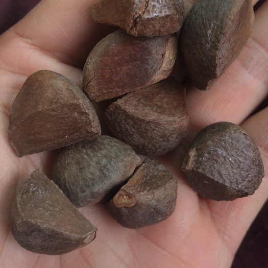 茶籽