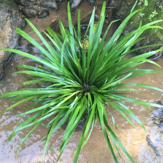 金平县石菖蒲天然苗