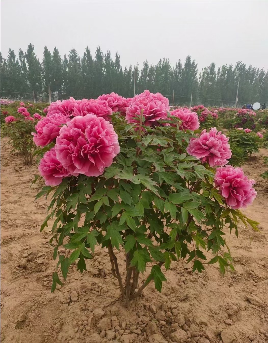 洛阳红  观赏牡丹苗，1-3年嫁接苗
