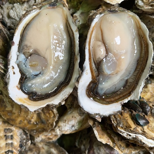 饶平县广东生蚝鲜活南奥蚝汫洲生蚝地摊生蚝牡蛎蚝海蛎子珍珠蚝带壳生蚝