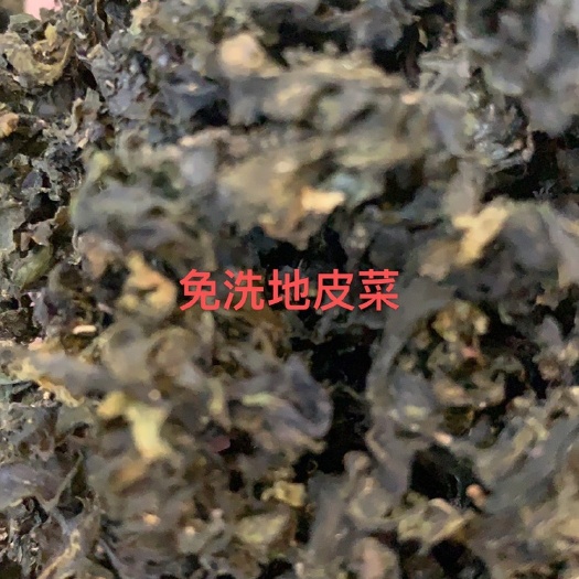 武山县免洗地皮菜