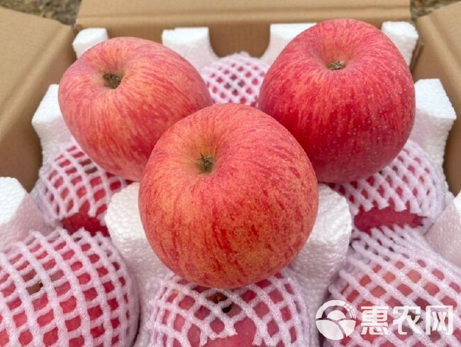 【咔嚓脆！小时候的味道】洛川红富士苹果