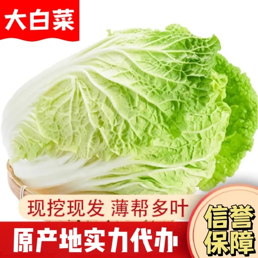 长阳县湖北精品大白菜，产地直发，黄心大白菜，白菜精品，新白菜