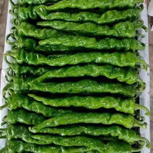 岳阳县鲜辣椒