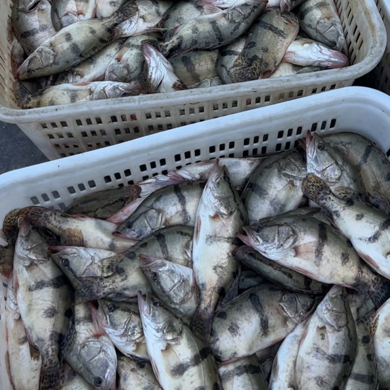 长年稳定供应优质桂花（鳜）鱼 鲈鱼。冰鲜桂花鱼