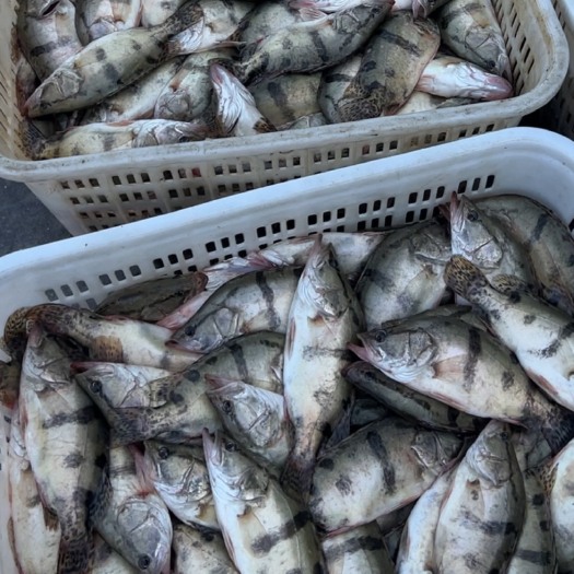佛山长年稳定供应优质桂花（鳜）鱼 鲈鱼。冰鲜桂花鱼