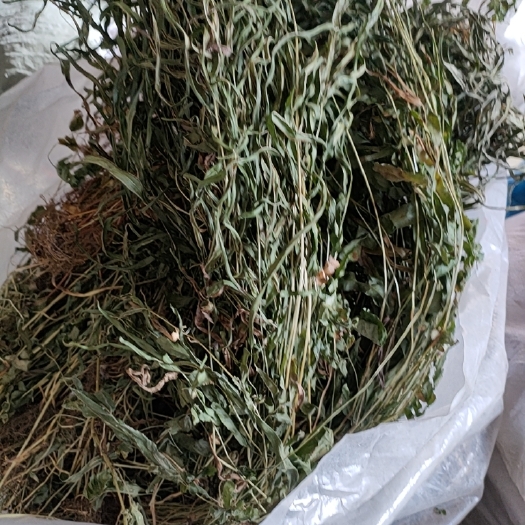 凤尾草