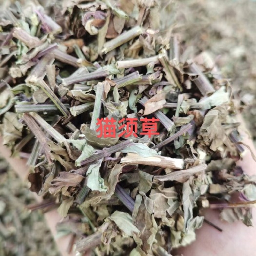 玉林猫须草 正品 精选 新鲜 叶子多