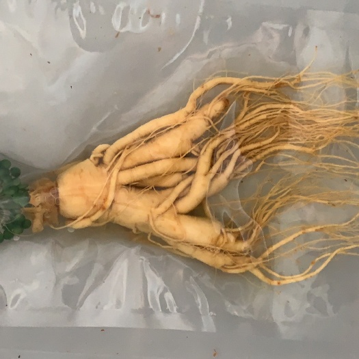 鄄城县鲜参