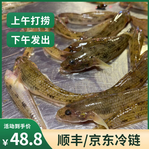 阳西县正宗海鱼河鱼笋壳鱼潮汕狗母鱼九母鱼鲜活沙塘鳢营养煲汤新鲜食用