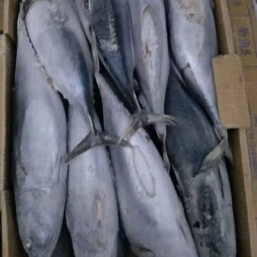 石狮市炮弹鱼100/300编织袋