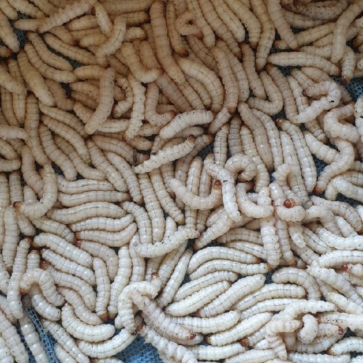 钦州小竹虫 干冰白竹虫 大量有货