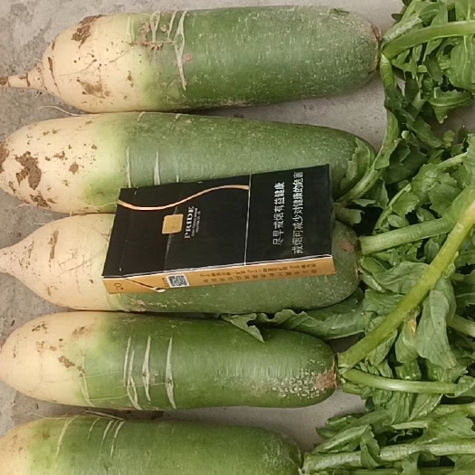 榆林7月30种植的水果萝卜有长有大