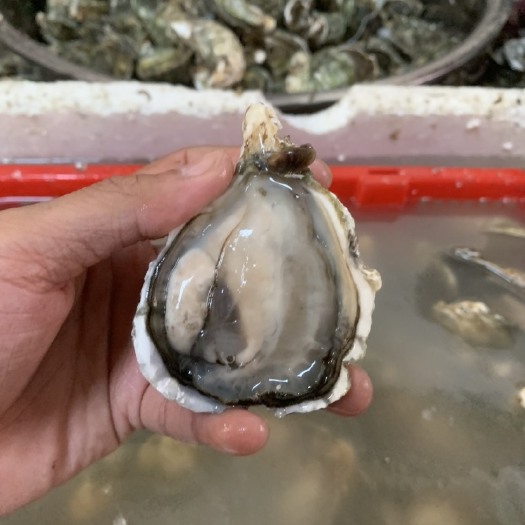 饶平县鲜美生蚝批发100斤烧烤生蚝潮州生蚝湛江生蚝牡蛎