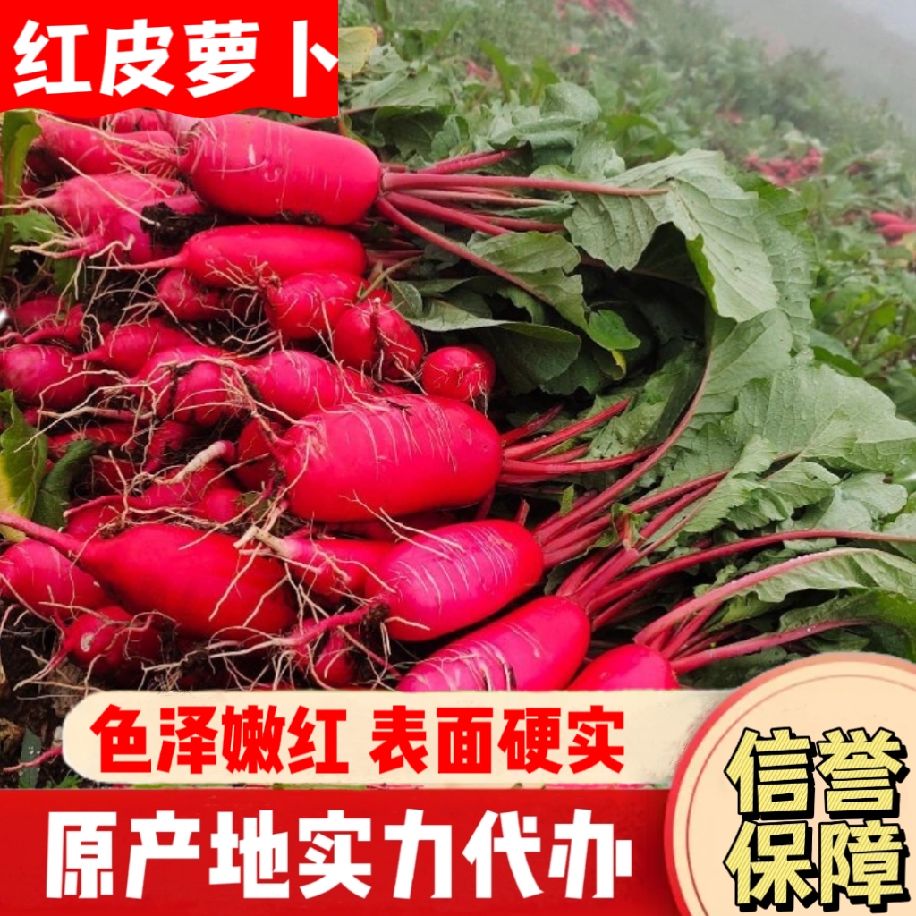 长阳土家族自治县湖北高山红皮萝卜，基地直发