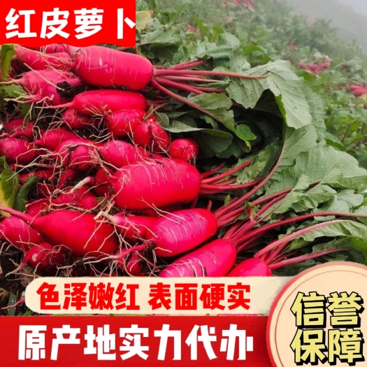 长阳县湖北高山红皮萝卜，基地直发