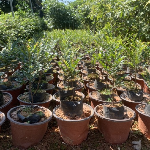 广州黑骨茶小叶紫檀盆景树苗