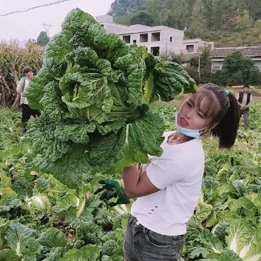 威宁县威宁高冷白菜