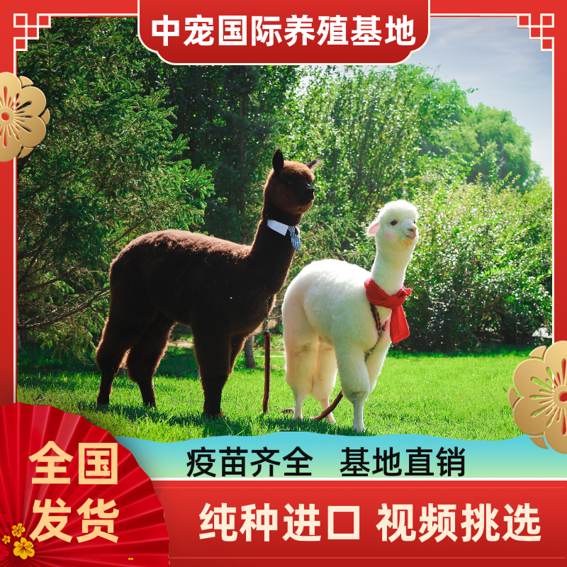 天津纯羊驼，一手货源，血统纯正，选种优良，疫苗齐全，包健康