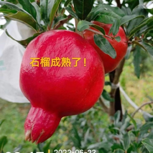 荥阳市七月榴火全国最新品种特早熟超软籽石榴树苗