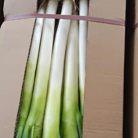 漳州大葱