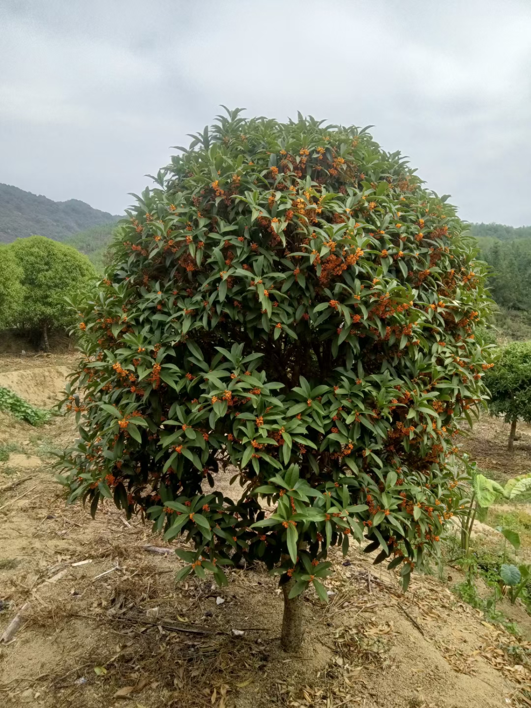 桂花树，月桂，季桂