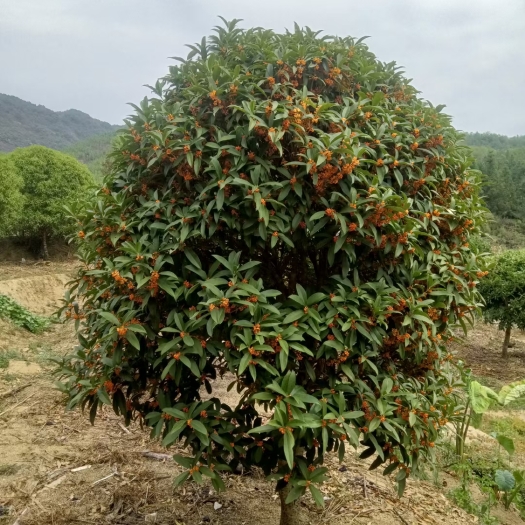会昌县桂花树，月桂，季桂