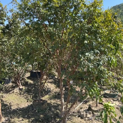 惠州沙巴嘉宝果树苗大树庭院别墅种植原杯带叶发货