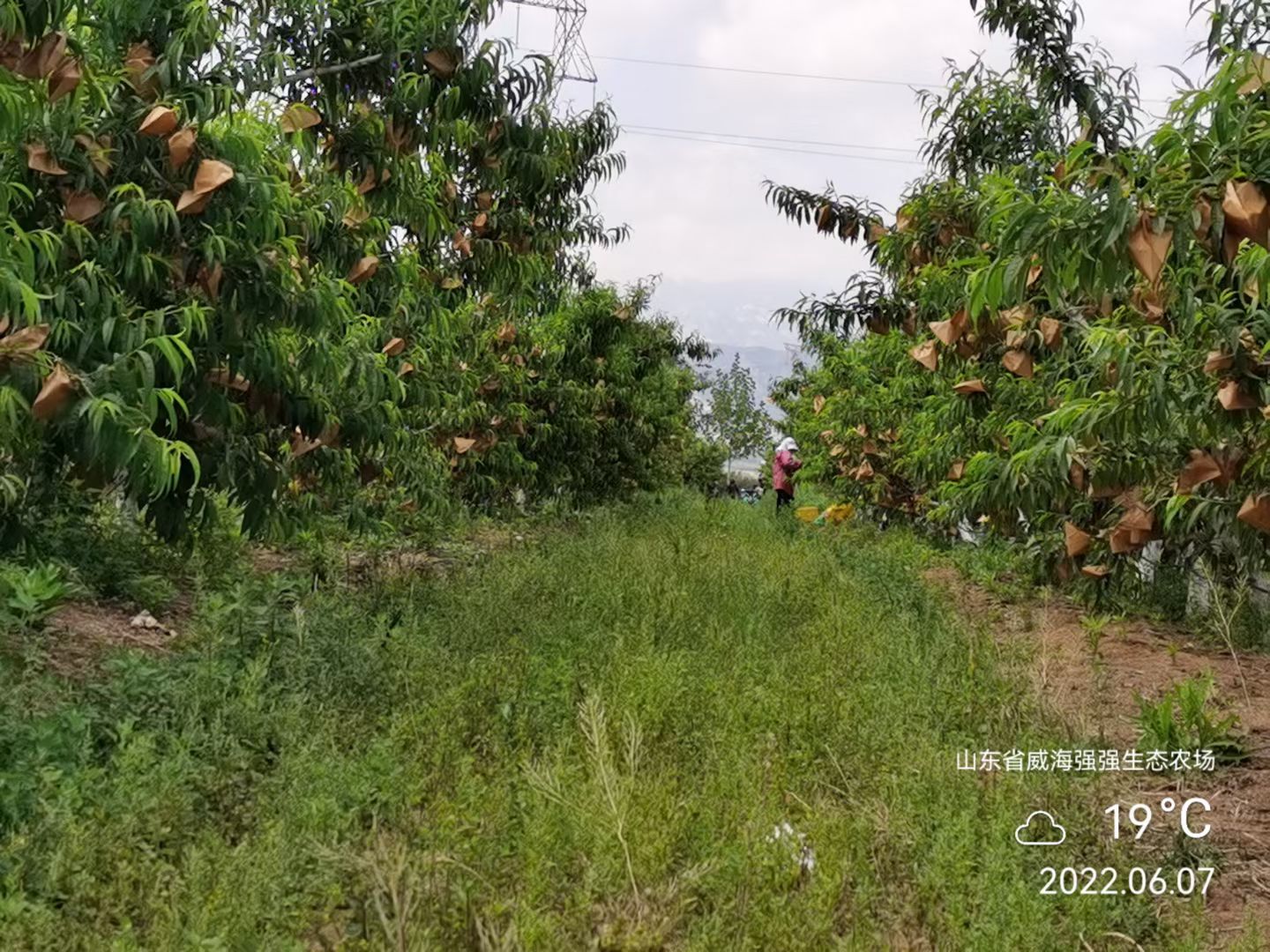 山东威海极晚熟有桃香味的超甜丑桃上市了绿色种植