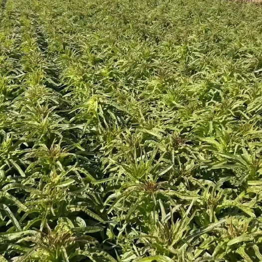 费县红叶香莴笋