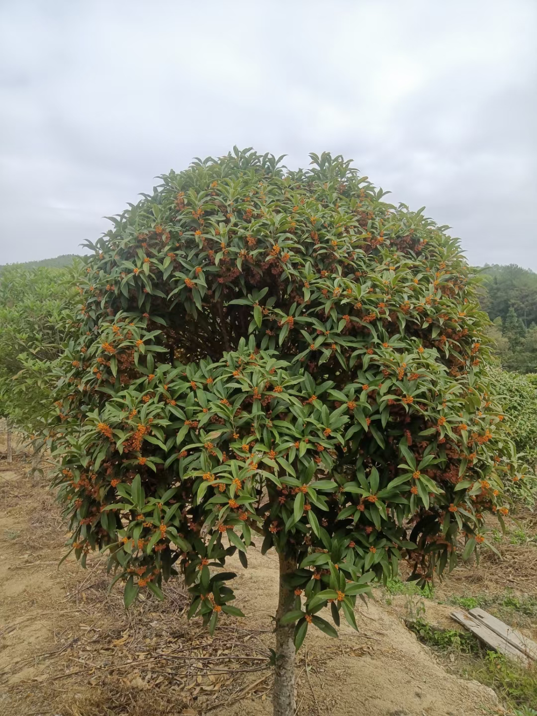 桂花树，月桂，季桂