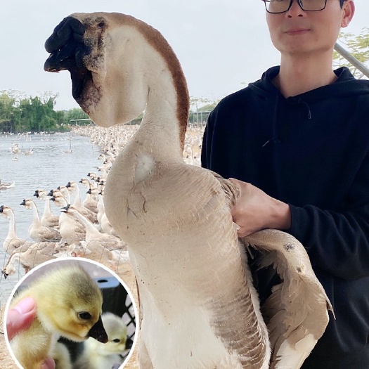 汕头小鹅苗汕头狮头鹅活苗潮汕特大种大型纯种狮子头鹅灰狮头鹅活