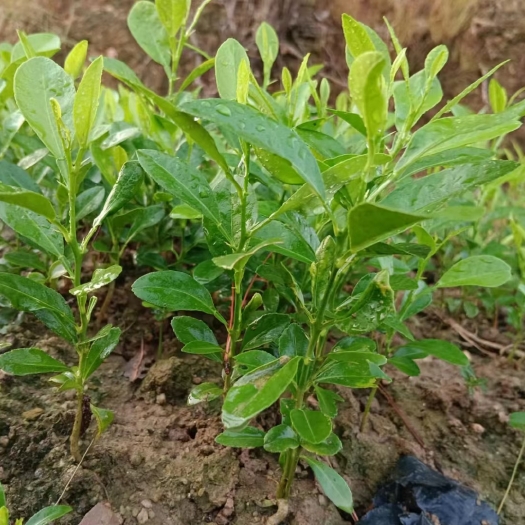 灵山县土柠檬苗红芽柠檬苗