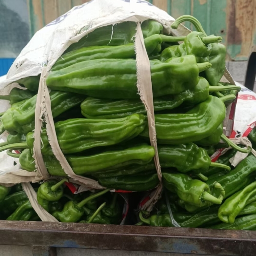 费县薄皮椒