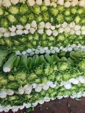 玉田县秋绿60
